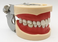 Żywiczne modele badań dentystycznych Histologia, nietoksyczny model zębów ortodontycznych