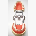 Żywiczne modele badań dentystycznych Histologia, nietoksyczny model zębów ortodontycznych